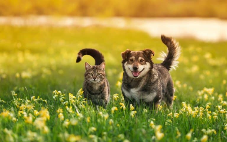 A tabby cat and a brown dog stand side by side in a field of yellow flowers, enjoying a sunny day. The dog has a cheerful expression with its tongue out, while the cat looks ahead alertly. The background is blurred, showcasing the bright and warm ambiance reminiscent of peace found in a pet sea burial Nassau County.