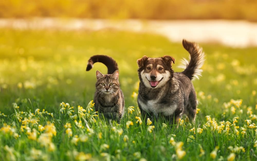 A tabby cat and a brown dog stand side by side in a field of yellow flowers, enjoying a sunny day. The dog has a cheerful expression with its tongue out, while the cat looks ahead alertly. The background is blurred, showcasing the bright and warm ambiance reminiscent of peace found in a pet sea burial Nassau County.